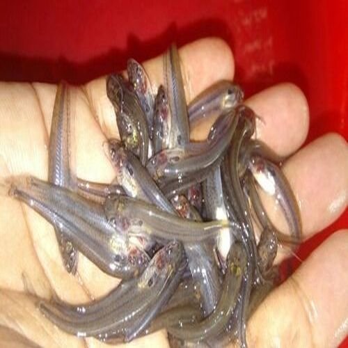 Siver Pabda Fish Seeds