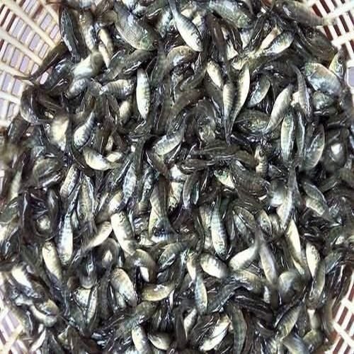 Grey Tilapia Fish Seeds