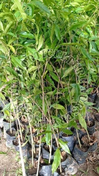 Agarwood Plant