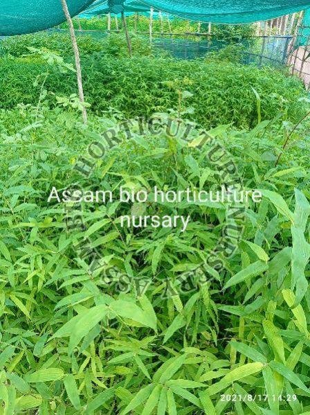 Agarwood Seeds