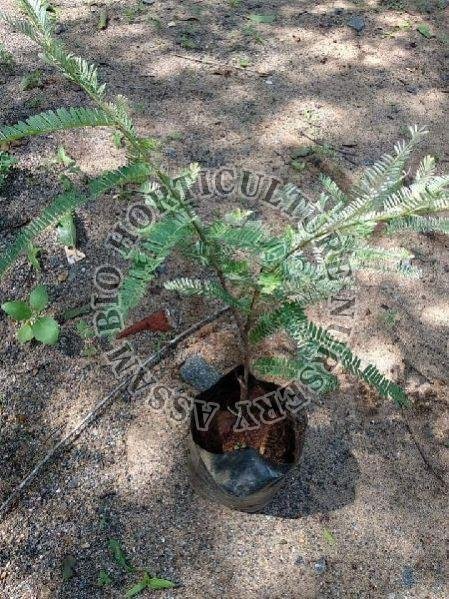 Amla Plant