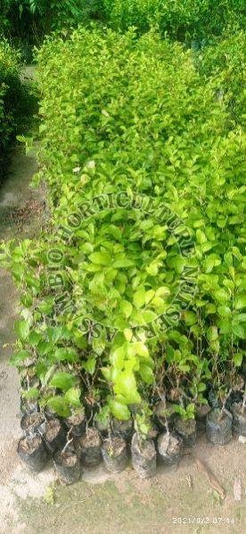 Apple Ber Plant