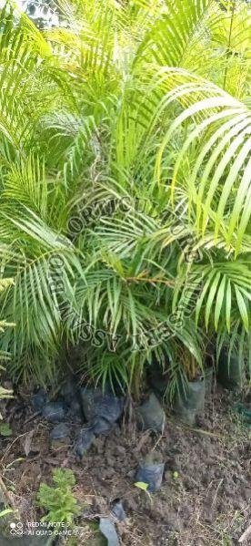Areca Palm Plant