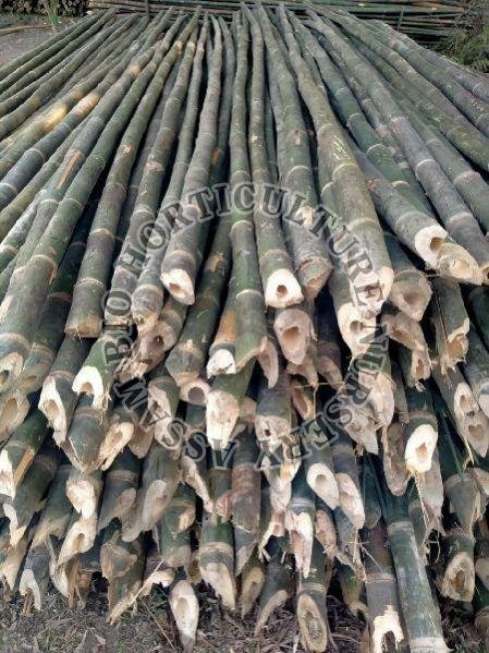 Bamboo Pole