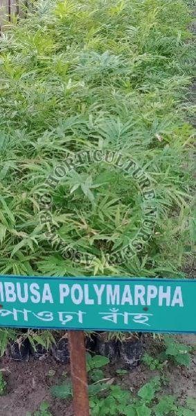 Bambusa Polymorpha Plant