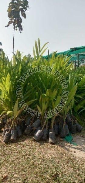 Betel Nut Plant