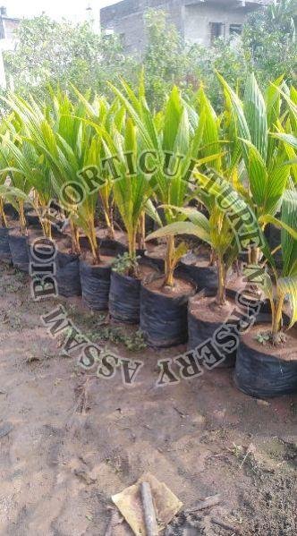 coconut hybrid plant