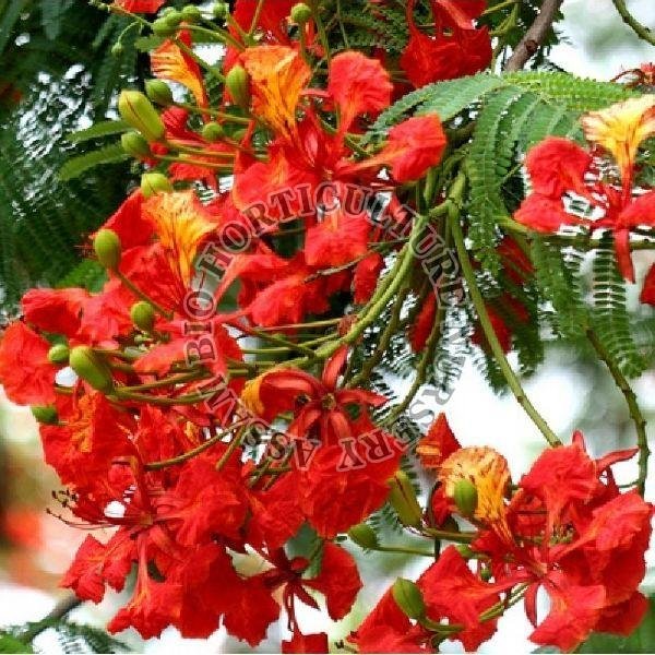Gulmohar Flower Plant