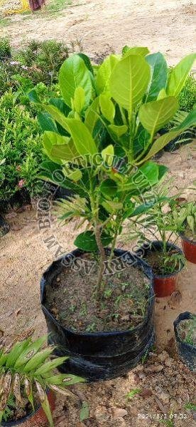 Jackfruit Plant