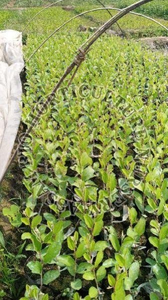 Kashmir Red Apple ber Plant