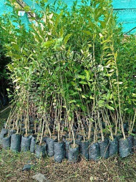 Kasimanda orange plant