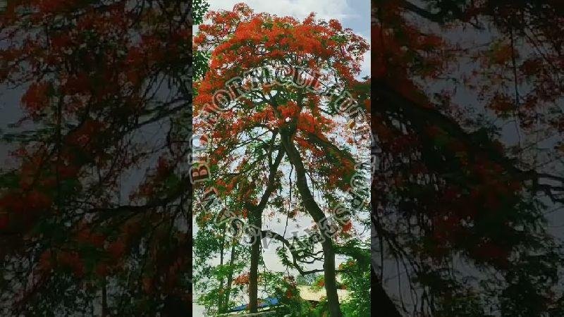 Krishnachura Flower Plant