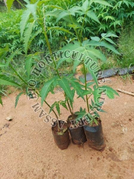Malabar Neem Plant