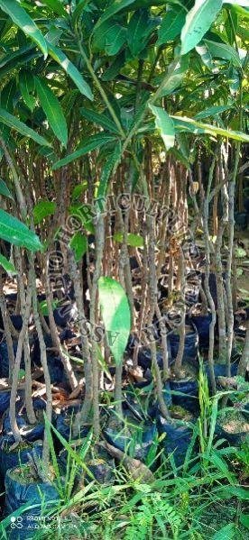 Mango Amrapali Plant