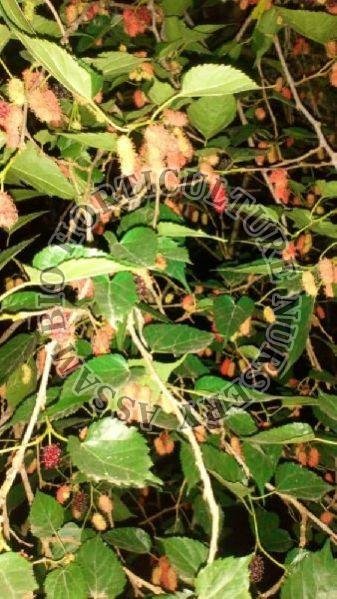 mulberry plant