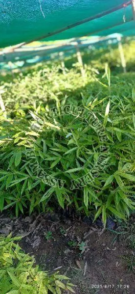 Newton Bamboo Plant