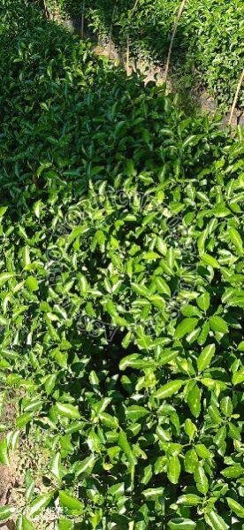 Orange Plant