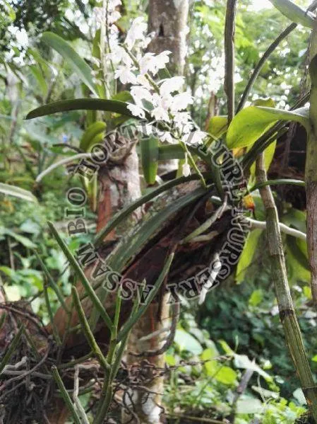 Orchid Flower Plant