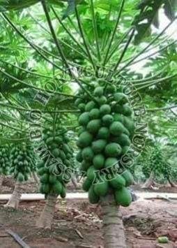 Red Lady Plant