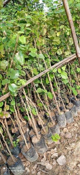 Red Sandalwood Plant