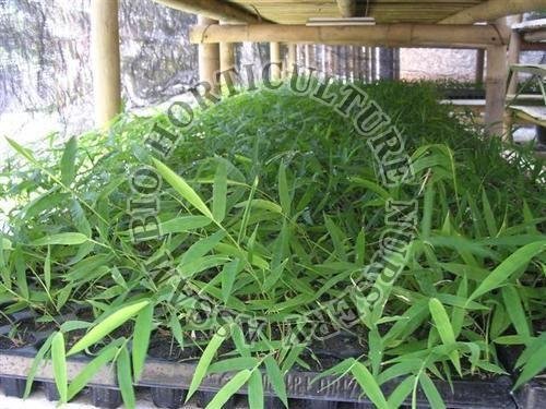 Tissue Culture Bamboo Plant