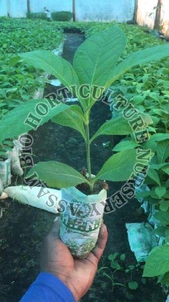 Tissue Culture Teak Plant