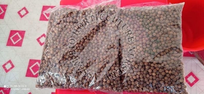 White Sandalwood Seeds