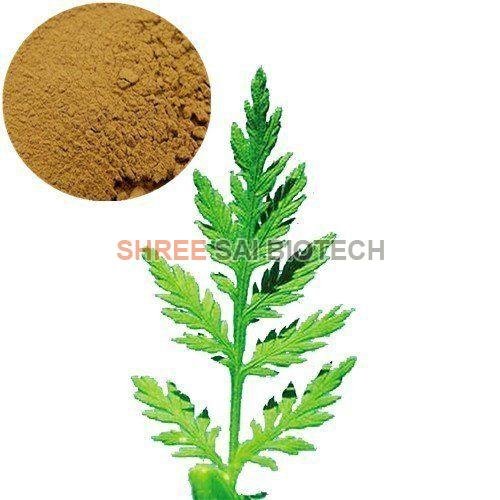 Artemisia Leaf Extract Powder