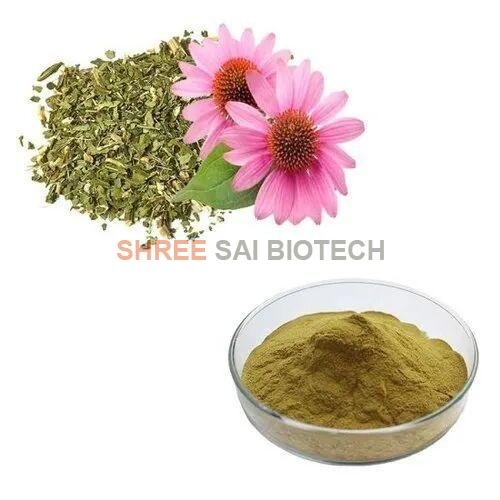 Echinacea Purpurea Extract Powder