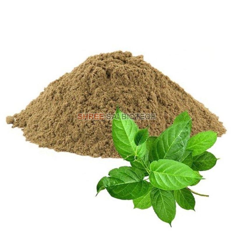 Gymnema Extract Powder