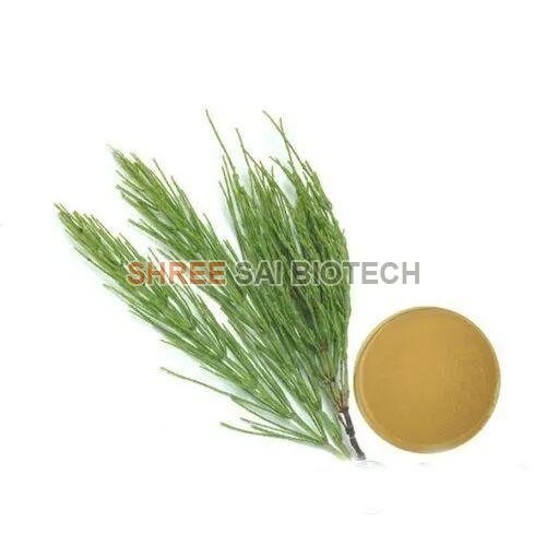 Horsetail Leaf Extract Powder