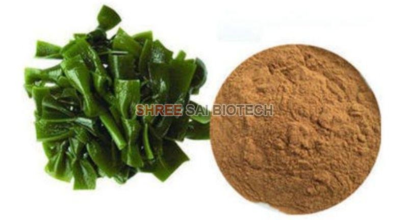Kelp Extract Powder Powder