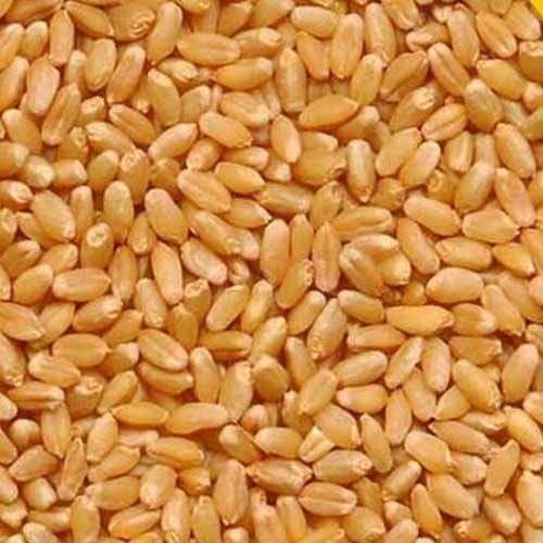 Golden Wheat Grain