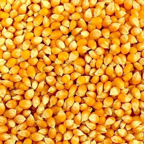Food Grains