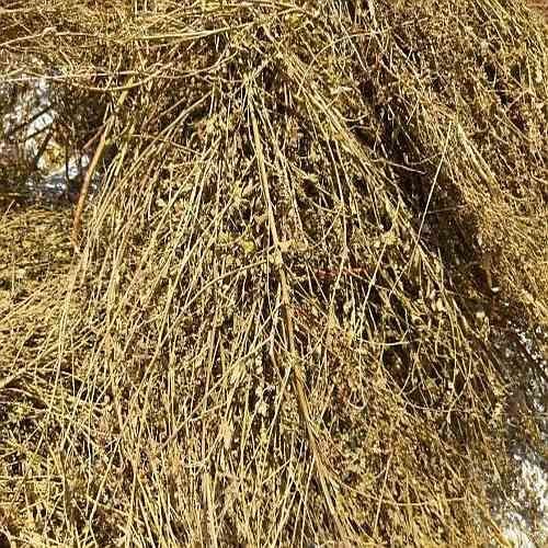 Bhumi Amla Roots