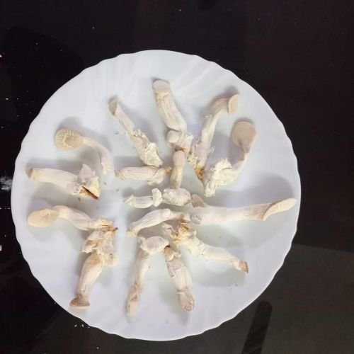 Dried King Oyster Mushroom