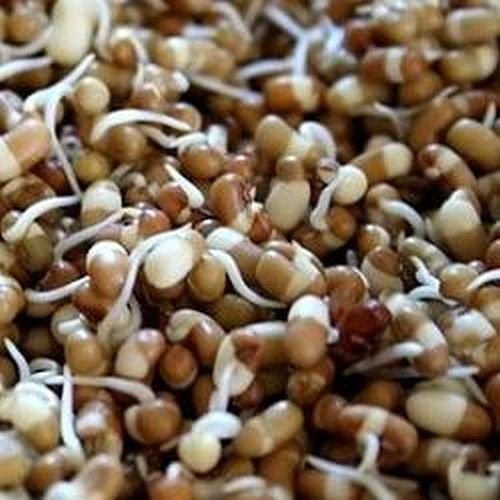 Sprouted Moth Beans