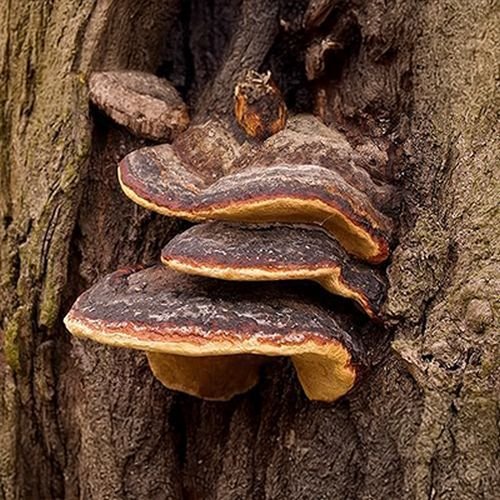 Fresh Mesima Mushroom