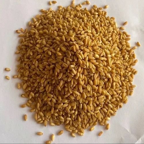 Durum Wheat Seeds