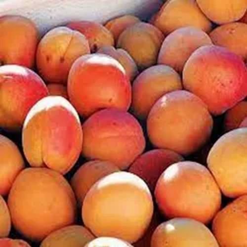 Fresh Apricot