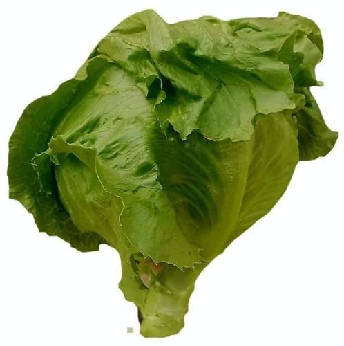 Fresh Lettuce