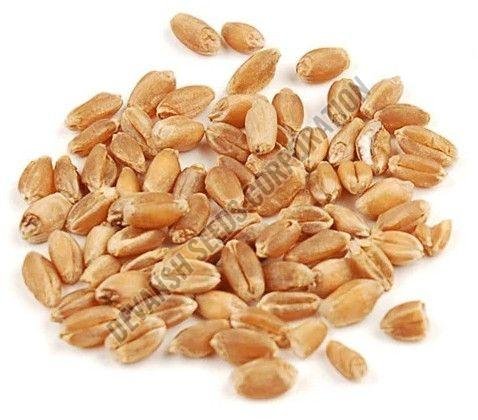 DBW 303 Wheat Seeds