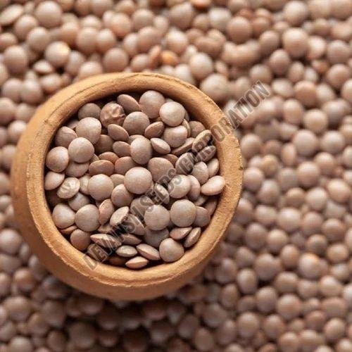 L-4717 Lentil Seed
