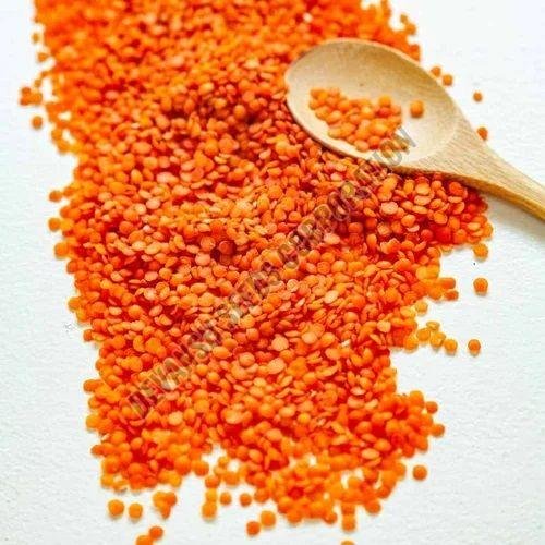 L4729 Lentil Seed
