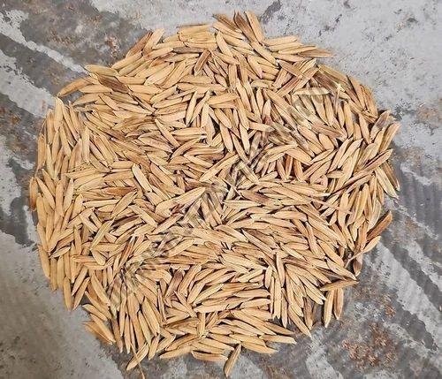 PB- 1718 Paddy Seed