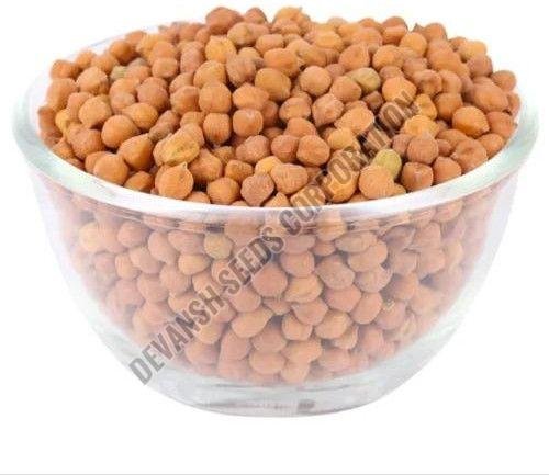 PBG-5 Chickpea Seed