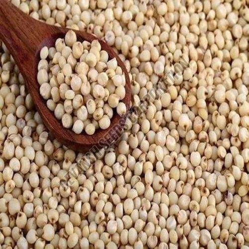 Sorghum Seed