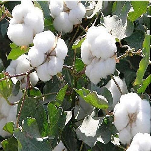 Pure Raw Cotton