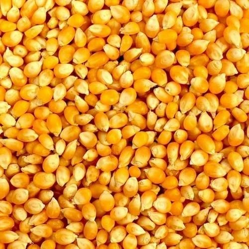 Yellow Maize Grain