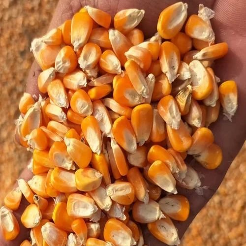 Feed Maize Seeds